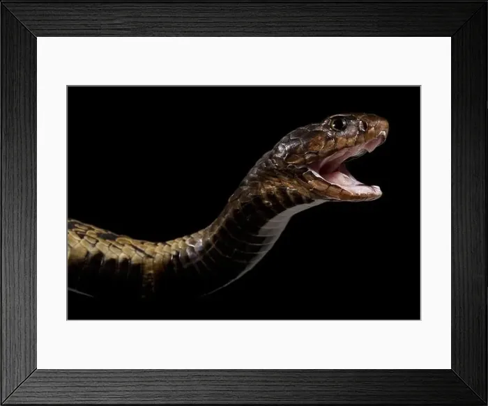 Framed Print : Rinkhals cobra (Hemachatus haemachatus) Framed Print : Rinkhals cobra (Hemachatus haemachatus)