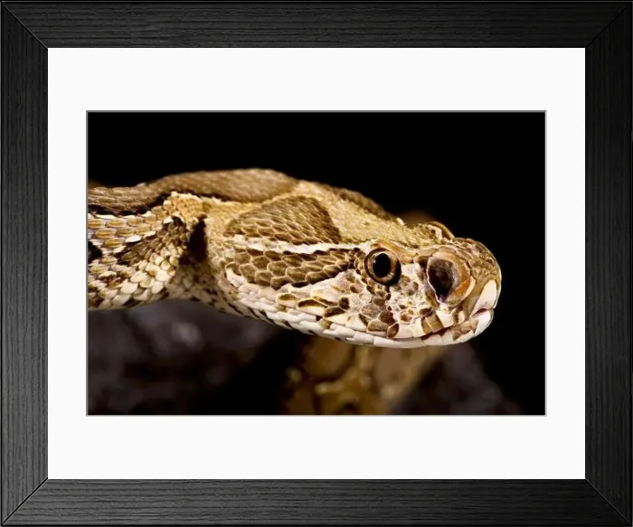 Framed Print : Russel's Viper (Daboia russelii) Framed Print : Russel's Viper (Daboia russelii)