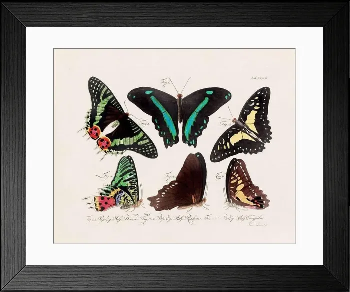 Framed Print : Antique scientific butterfly illustration from around 1800 Framed Print : Antique scientific butterfly illustration from around 1800
