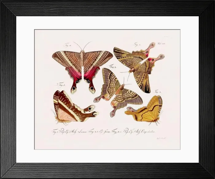 Framed Print : Antique scientific butterfly illustration from around 1800 Framed Print : Antique scientific butterfly illustration from around 1800