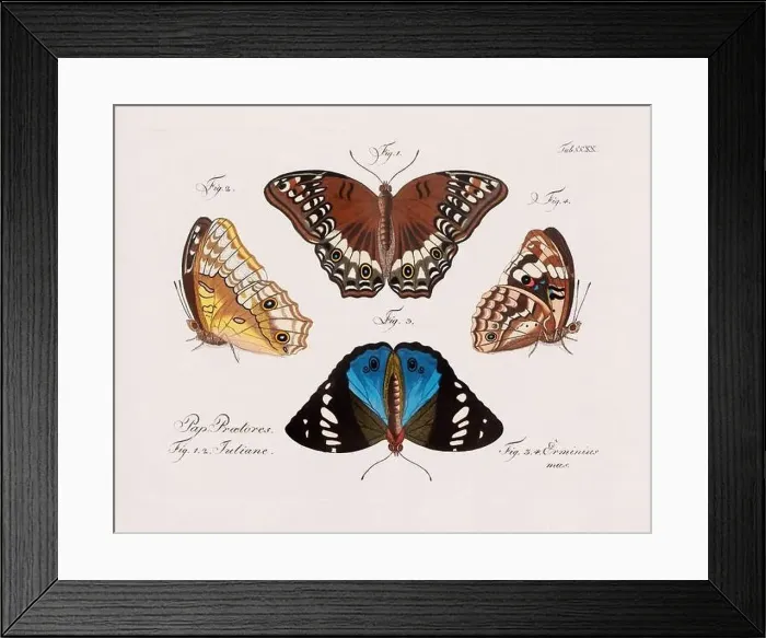 Framed Print : Antique scientific butterfly illustration from around 1800 Framed Print : Antique scientific butterfly illustration from around 1800