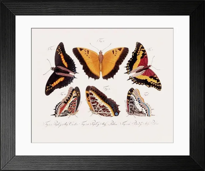 Framed Print : Antique scientific butterfly illustration from around 1800 Framed Print : Antique scientific butterfly illustration from around 1800