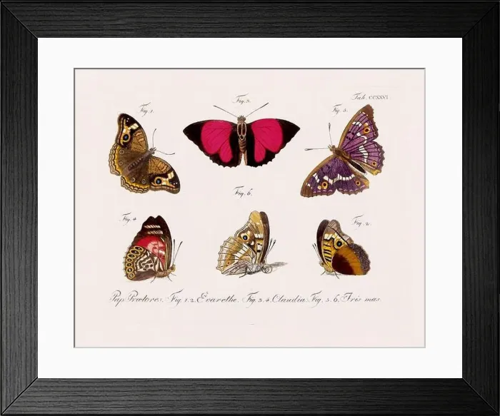 Framed Print : Antique scientific butterfly illustration from around 1800 Framed Print : Antique scientific butterfly illustration from around 1800