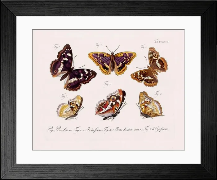 Framed Print : Antique scientific butterfly illustration from around 1800 Framed Print : Antique scientific butterfly illustration from around 1800