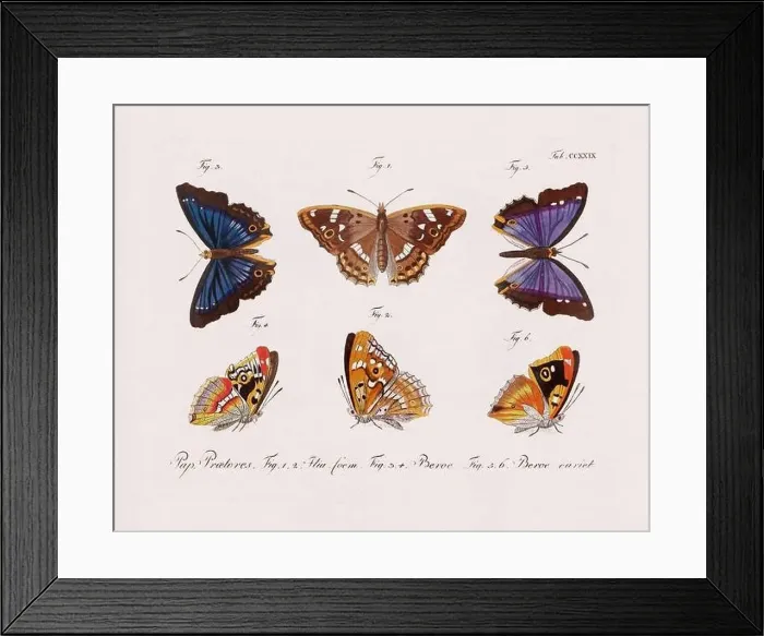 Framed Print : Antique scientific butterfly illustration from around 1800 Framed Print : Antique scientific butterfly illustration from around 1800