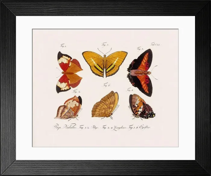 Framed Print : Antique scientific butterfly illustration from around 1800 Framed Print : Antique scientific butterfly illustration from around 1800