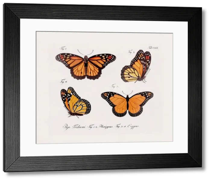 Framed Print : Antique scientific butterfly illustration from around 1800 Framed Print : Antique scientific butterfly illustration from around 1800