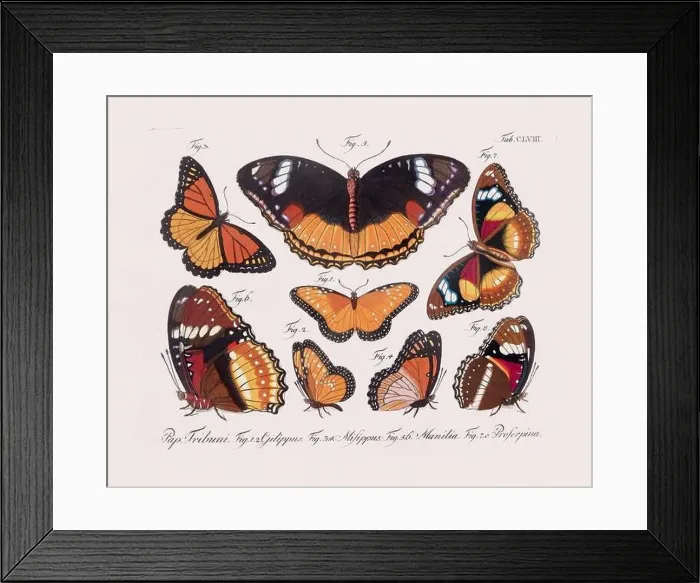 Framed Print : Antique scientific butterfly illustration from around 1800