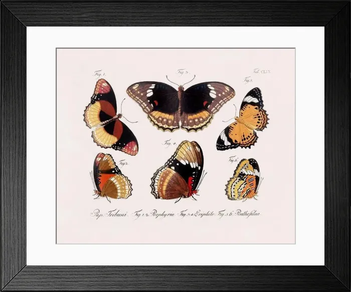 Framed Print : Antique scientific butterfly illustration from around 1800 Framed Print : Antique scientific butterfly illustration from around 1800