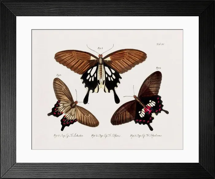 Framed Print : Antique scientific butterfly illustration from around 1800 Framed Print : Antique scientific butterfly illustration from around 1800