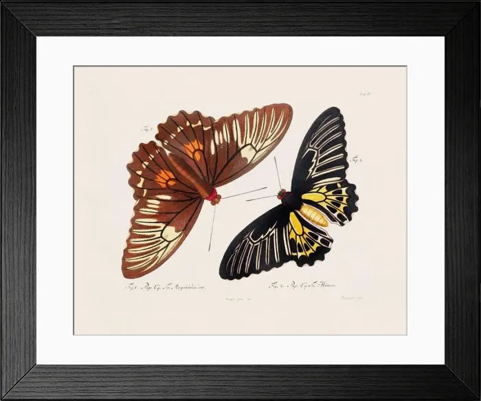 Framed Print : Antique scientific butterfly illustration from around 1800 Framed Print : Antique scientific butterfly illustration from around 1800