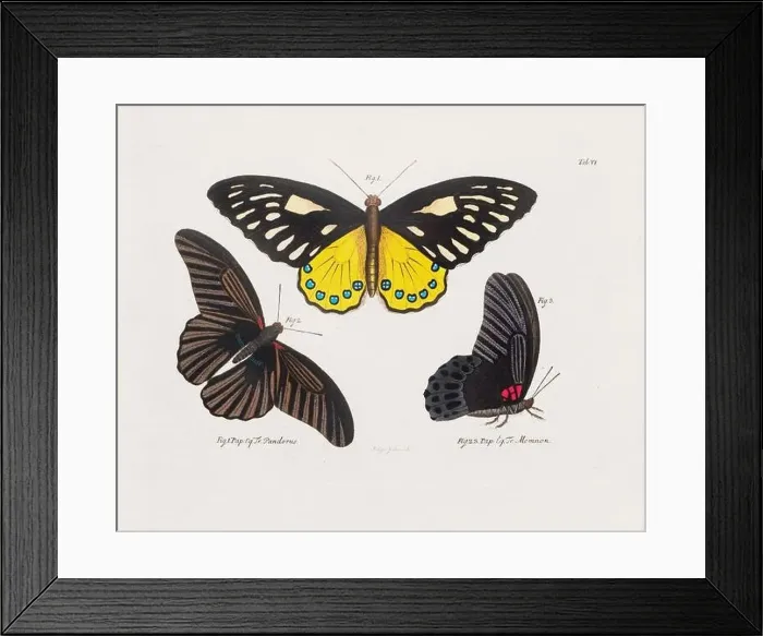 Framed Print : Antique scientific butterfly illustration from around 1800 Framed Print : Antique scientific butterfly illustration from around 1800