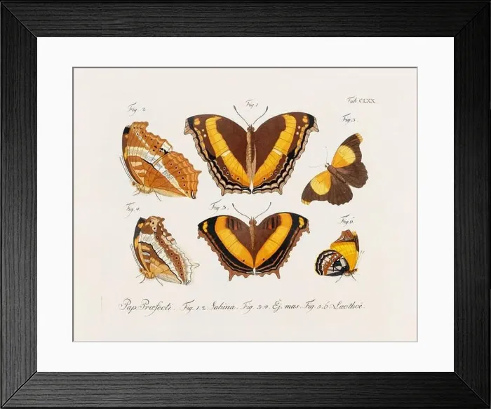 Framed Print : Antique scientific butterfly illustration from around 1800 Framed Print : Antique scientific butterfly illustration from around 1800