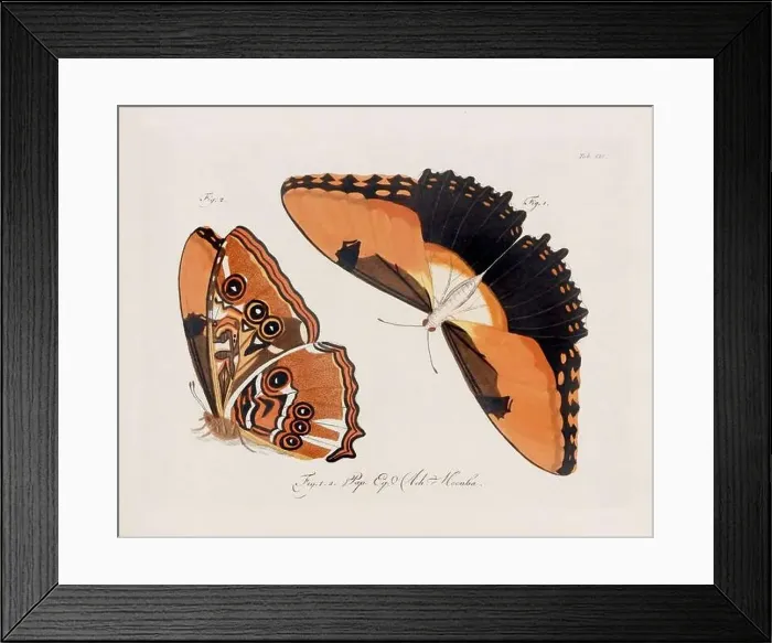 Framed Print : Antique scientific butterfly illustration from around 1800 Framed Print : Antique scientific butterfly illustration from around 1800