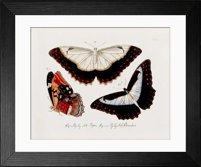 Framed Print : Antique scientific butterfly illustration from around 1800 Framed Print : Antique scientific butterfly illustration from around 1800