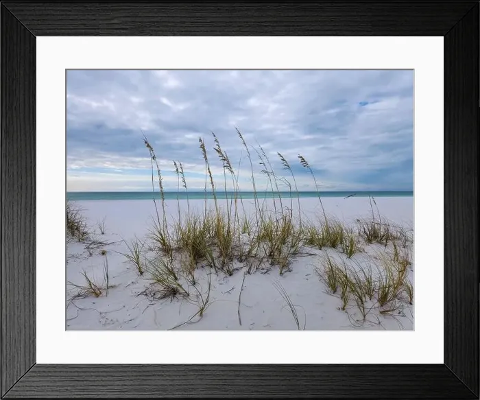 Framed Print : Sea Oats on the beach at Pensacola, Florida in October Framed Print : Sea Oats on the beach at Pensacola, Florida in October