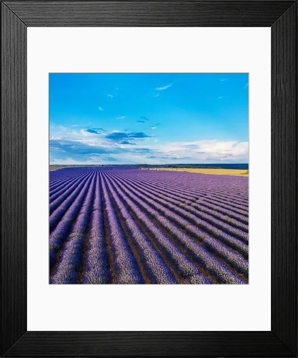 Framed Print : Lavender field in blossom. Rows of lavender bushes and beautiful skyscape at the background. Brihuega, Spain Framed Print : Lavender field in blossom. Rows of lavender bushes and beautiful skyscape at the background. Brihuega, Spain