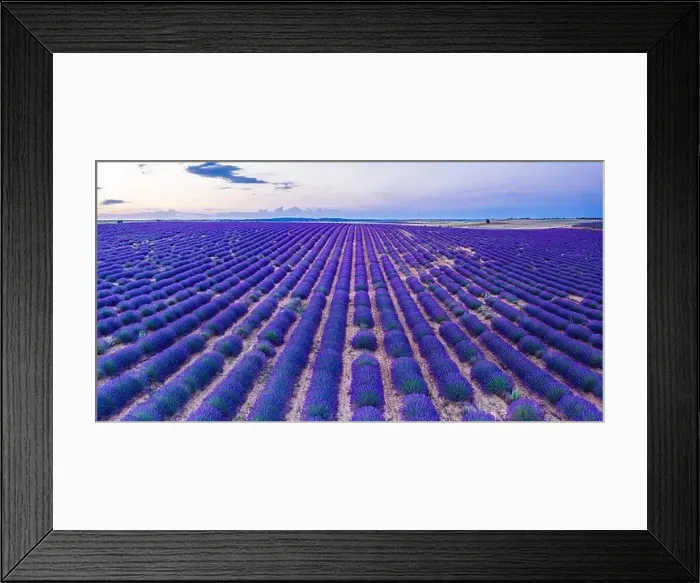 Framed Print : Lavender field in blossom. Rows of lavender bushes stretching to the horizon. Brihuega, Spain Framed Print : Lavender field in blossom. Rows of lavender bushes stretching to the horizon. Brihuega, Spain