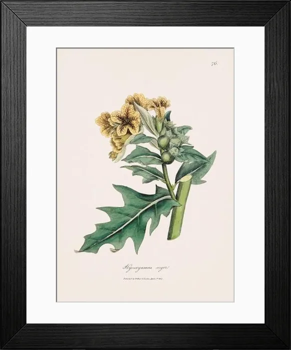 Framed Print : Henbane. Botanical Illustration: Antique Medical Botanical Artwork from a 19th-century Botany Book Plate Framed Print : Henbane. Botanical Illustration: Antique Medical Botanical Artwork from a 19th-century Botany Book Plate