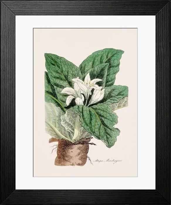 Framed Print : Mandrake. Botanical Illustration: Antique Medical Botanical Artwork from a 19th-century Botany Book Plate Framed Print : Mandrake. Botanical Illustration: Antique Medical Botanical Artwork from a 19th-century Botany Book Plate