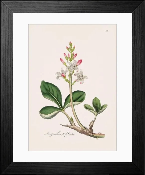 Framed Print : Bogbean. Botanical Illustration: Antique Medical Botanical Artwork from a 19th-century Botany Book Plate Framed Print : Bogbean. Botanical Illustration: Antique Medical Botanical Artwork from a 19th-century Botany Book Plate
