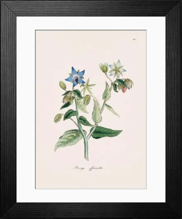 Framed Print : Borage. Botanical Illustration: Antique Medical Botanical Artwork from a 19th-century Botany Book Plate Framed Print : Borage. Botanical Illustration: Antique Medical Botanical Artwork from a 19th-century Botany Book Plate