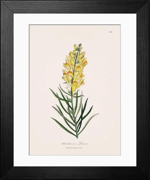 Framed Print : Toadflax. Botanical Illustration: Antique Medical Botanical Artwork from a 19th-century Botany Book Plate Framed Print : Toadflax. Botanical Illustration: Antique Medical Botanical Artwork from a 19th-century Botany Book Plate