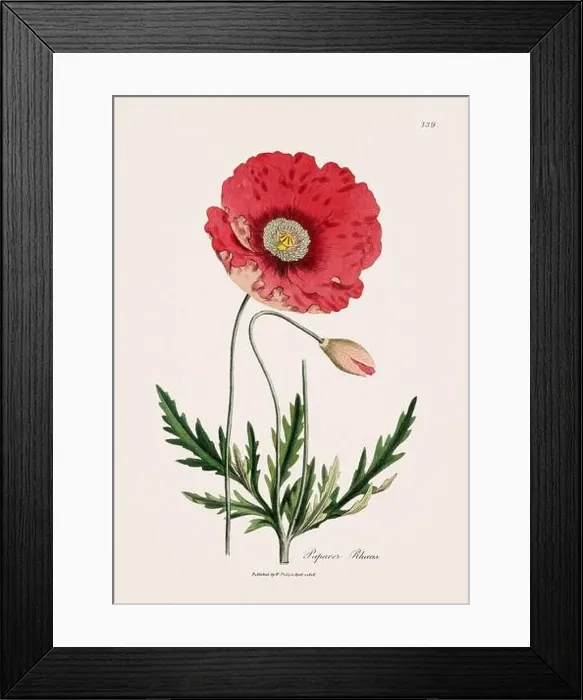 Framed Print : Corn Poppy. Botanical Illustration: Antique Medical Botanical Artwork from a 19th-century Botany Book Plate Framed Print : Corn Poppy. Botanical Illustration: Antique Medical Botanical Artwork from a 19th-century Botany Book Plate