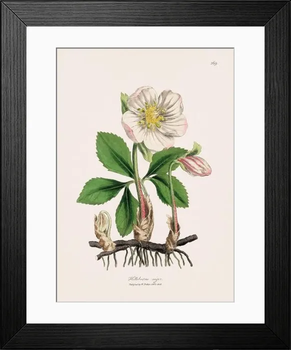 Framed Print : Christmas Rose. Botanical Illustration: Antique Medical Botanical Artwork from a 19th-century Botany Book Plate Framed Print : Christmas Rose. Botanical Illustration: Antique Medical Botanical Artwork from a 19th-century Botany Book Plate