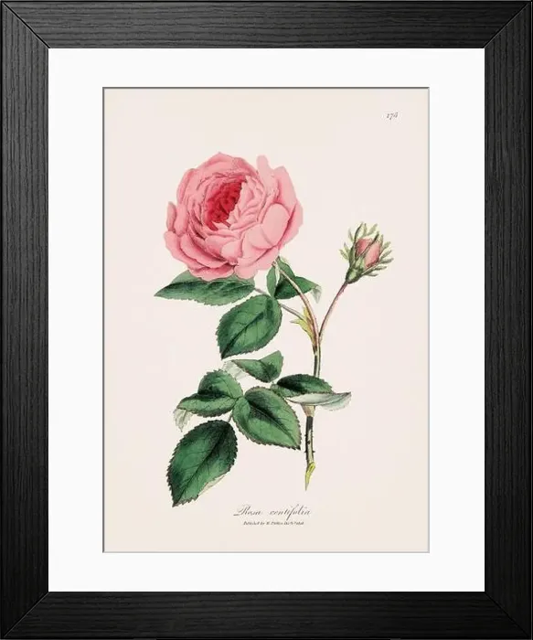 Framed Print : Cabbage Rose. Botanical Illustration: Antique Medical Botanical Artwork from a 19th-century Botany Book Plate Framed Print : Cabbage Rose. Botanical Illustration: Antique Medical Botanical Artwork from a 19th-century Botany Book Plate