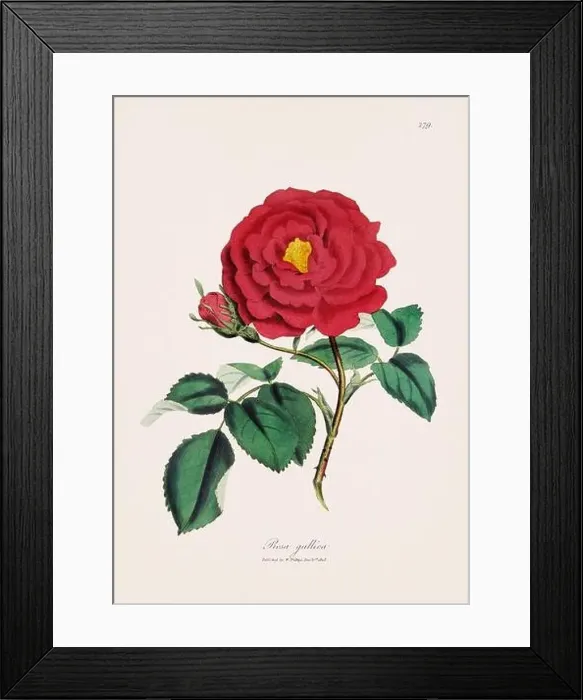 Framed Print : Gallica rose. Botanical Illustration: Antique Medical Botanical Artwork from a 19th-century Botany Book Plate Framed Print : Gallica rose. Botanical Illustration: Antique Medical Botanical Artwork from a 19th-century Botany Book Plate