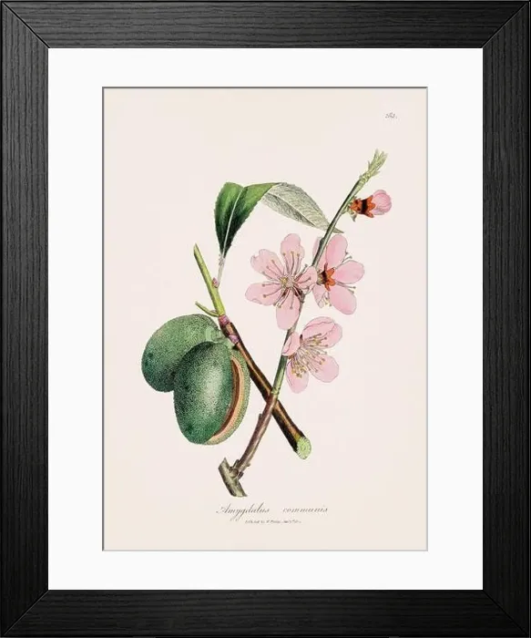 Framed Print : Sweet almond. Botanical Illustration: Antique Medical Botanical Artwork from a 19th-century Botany Book Plate Framed Print : Sweet almond. Botanical Illustration: Antique Medical Botanical Artwork from a 19th-century Botany Book Plate