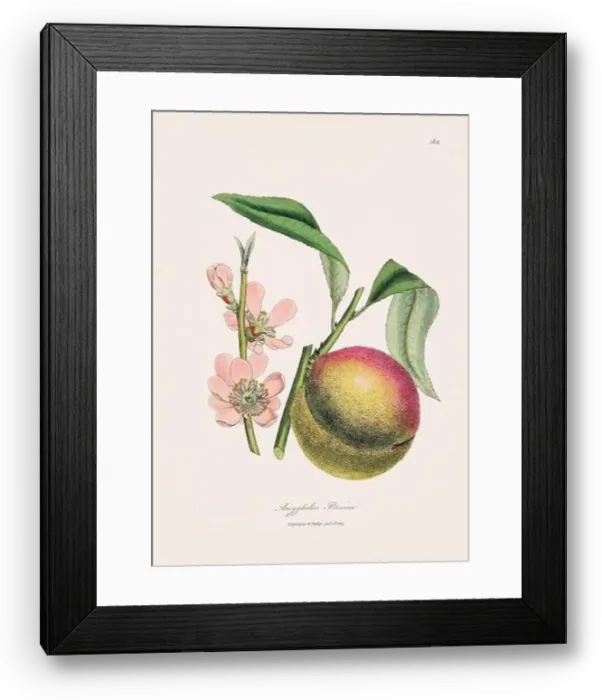 Framed Print : Peach. Botanical Illustration: Antique Medical Botanical Artwork from a 19th-century Botany Book Plate Framed Print : Peach. Botanical Illustration: Antique Medical Botanical Artwork from a 19th-century Botany Book Plate