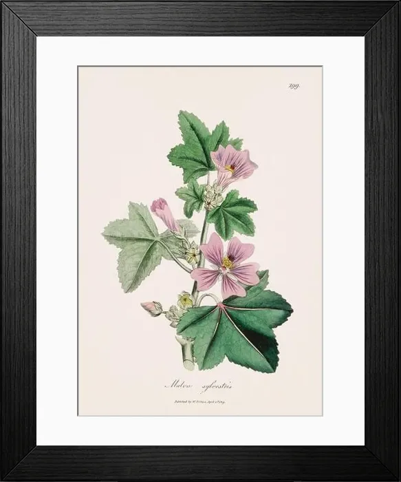 Framed Print : Common mallow. Botanical Illustration: Antique Medical Botanical Artwork from a 19th-century Botany Book Plate Framed Print : Common mallow. Botanical Illustration: Antique Medical Botanical Artwork from a 19th-century Botany Book Plate