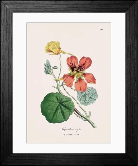 Framed Print : Nasturtium. Botanical Illustration: Antique Medical Botanical Artwork from a 19th-century Botany Book Plate Framed Print : Nasturtium. Botanical Illustration: Antique Medical Botanical Artwork from a 19th-century Botany Book Plate