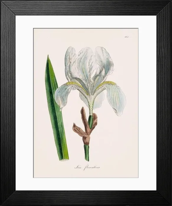 Framed Print : Florentine iris. Botanical Illustration: Antique Medical Botanical Artwork from a 19th-century Botany Book Plate Framed Print : Florentine iris. Botanical Illustration: Antique Medical Botanical Artwork from a 19th-century Botany Book Plate