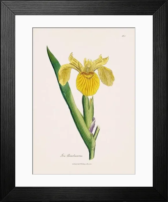 Framed Print : Yellow flag iris. Botanical Illustration: Antique Medical Botanical Artwork from a 19th-century Botany Book Plate Framed Print : Yellow flag iris. Botanical Illustration: Antique Medical Botanical Artwork from a 19th-century Botany Book Plate