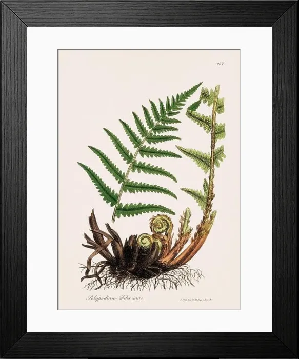 Framed Print : Male Fern. Botanical Illustration: Antique Medical Botanical Artwork from a 19th-century Botany Book Plate Framed Print : Male Fern. Botanical Illustration: Antique Medical Botanical Artwork from a 19th-century Botany Book Plate