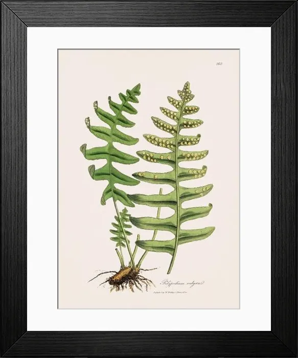 Framed Print : Oak fern. Botanical Illustration: Antique Medical Botanical Artwork from a 19th-century Botany Book Plate Framed Print : Oak fern. Botanical Illustration: Antique Medical Botanical Artwork from a 19th-century Botany Book Plate