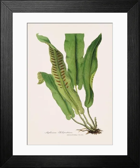 Framed Print : Hart's-tongue fern. Botanical Illustration: Antique Medical Botanical Artwork from a 19th-century Botany Book Plate Framed Print : Hart's-tongue fern. Botanical Illustration: Antique Medical Botanical Artwork from a 19th-century Botany Book Plate
