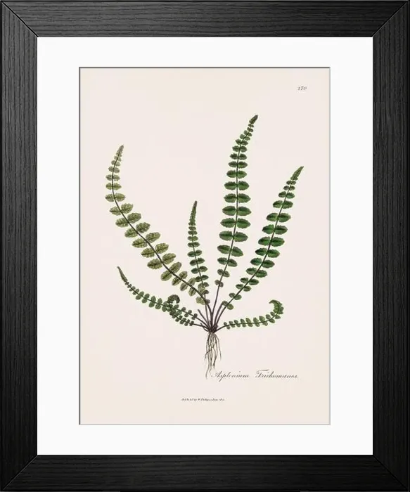 Framed Print : Maidenhair spleenwort. Botanical Illustration: Antique Medical Botanical Artwork from a 19th-century Botany Book Plate Framed Print : Maidenhair spleenwort. Botanical Illustration: Antique Medical Botanical Artwork from a 19th-century Botany Book Plate