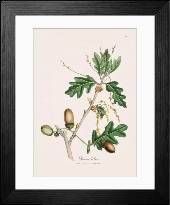 Framed Print : Oak tree. Botanical Illustration: Antique Medical Botanical Artwork from a 19th-century Botany Book Plate Framed Print : Oak tree. Botanical Illustration: Antique Medical Botanical Artwork from a 19th-century Botany Book Plate