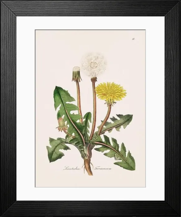Framed Print : Dandelion. Botanical Illustration: Antique Medical Botanical Artwork from a 19th-century Botany Book Plate Framed Print : Dandelion. Botanical Illustration: Antique Medical Botanical Artwork from a 19th-century Botany Book Plate