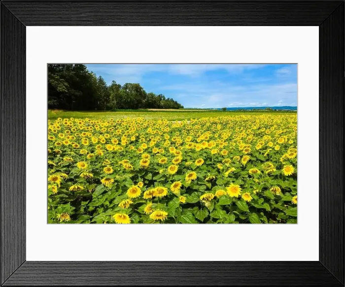 Framed Print : Drone shot of sunflower field in summer near Andelfingen, Switzerland Framed Print : Drone shot of sunflower field in summer near Andelfingen, Switzerland