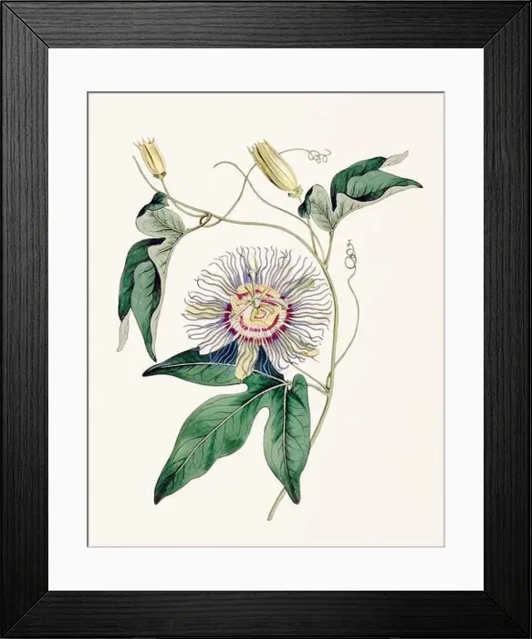 Framed Print : Passion Flower: Digital vintage-style painting of a flower on textured watercolor paper background Framed Print : Passion Flower: Digital vintage-style painting of a flower on textured watercolor paper background