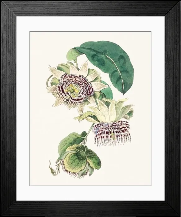 Framed Print : Passion Flower: Digital vintage-style painting of a flower on textured watercolor paper background Framed Print : Passion Flower: Digital vintage-style painting of a flower on textured watercolor paper background