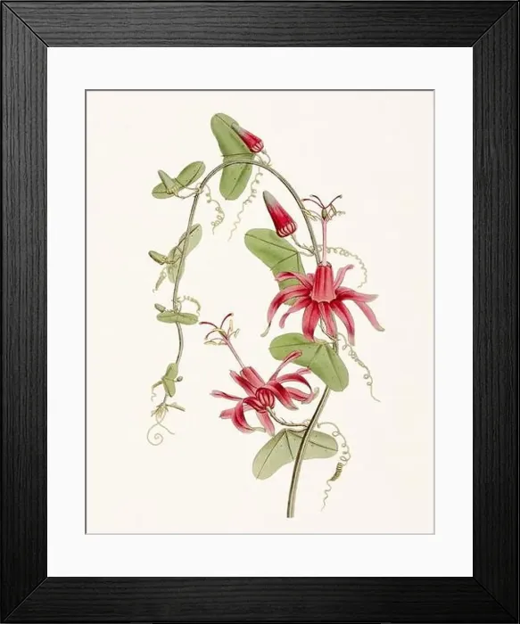 Framed Print : Passion Flower: Digital vintage-style painting of a flower on textured watercolor paper background Framed Print : Passion Flower: Digital vintage-style painting of a flower on textured watercolor paper background