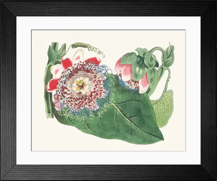 Framed Print : Passion Flower: Digital vintage-style painting of a flower on textured watercolor paper background Framed Print : Passion Flower: Digital vintage-style painting of a flower on textured watercolor paper background
