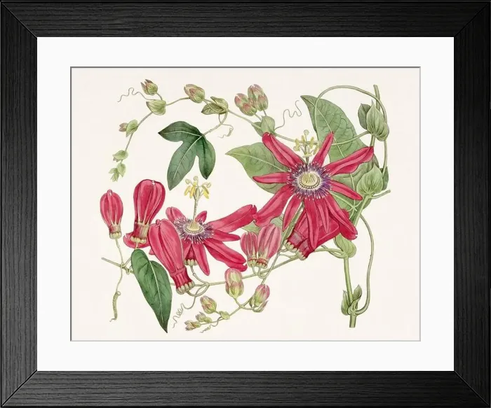 Framed Print : Passion Flower: Digital vintage-style painting of a flower on textured watercolor paper background