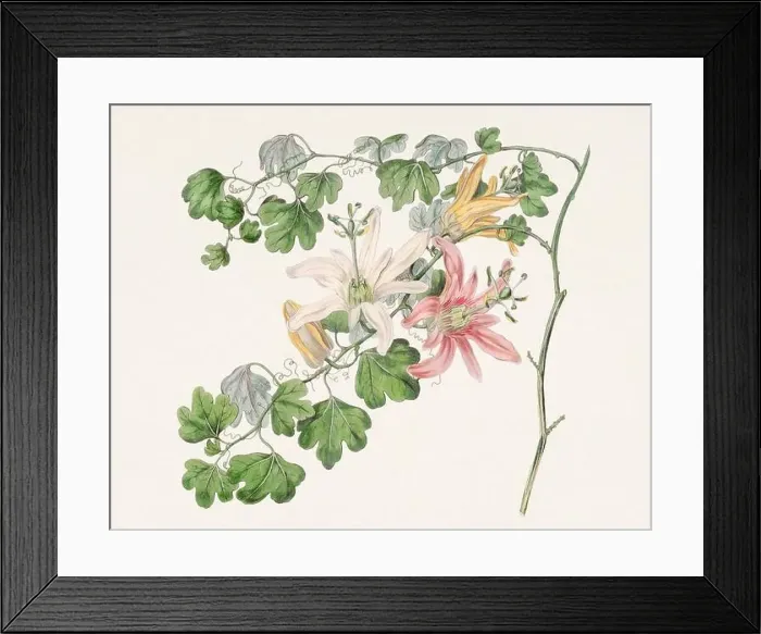 Framed Print : Passion Flower: Digital vintage-style painting of a flower on textured watercolor paper background Framed Print : Passion Flower: Digital vintage-style painting of a flower on textured watercolor paper background